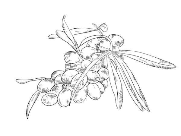 Облепиха чб