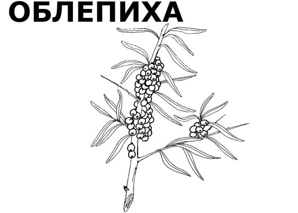 Облепиха крушиновидная нарисованная