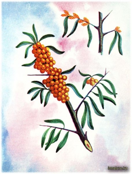 Облепиха эскиз вектор