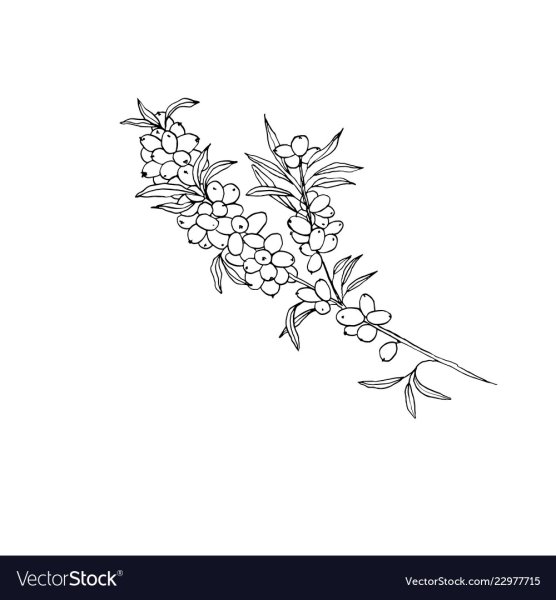 Облепиха hand drawn