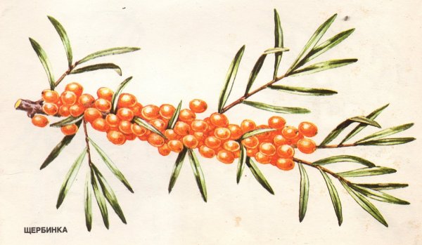 Облепиха контурный рисунок