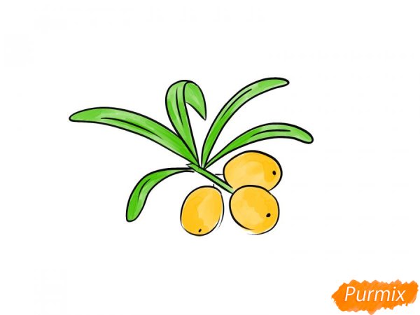 Облепиха эскиз