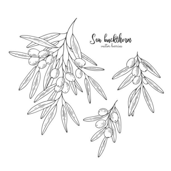 Облепиха силуэт