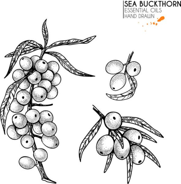 Облепиха для раскрашивания