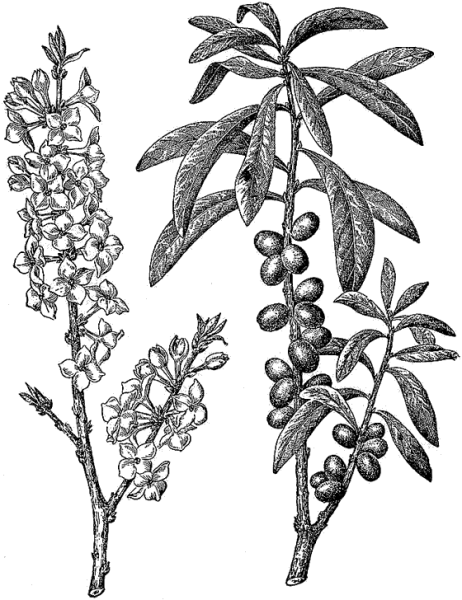 Волчье лыко в черно белом