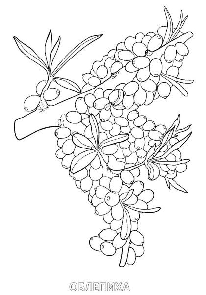 Облепиха раскраска