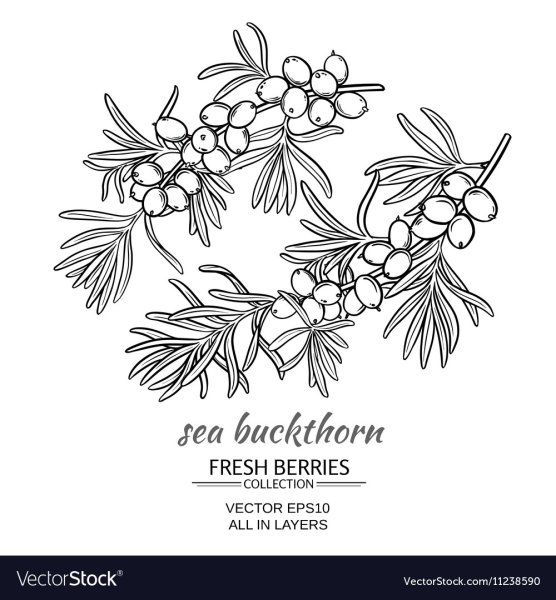 Облепиха крушиновая ветка