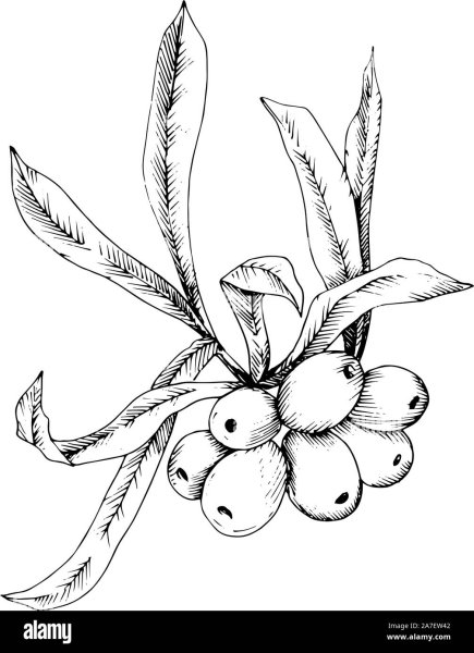 Плоды облепихи крушиновидной микроскопия