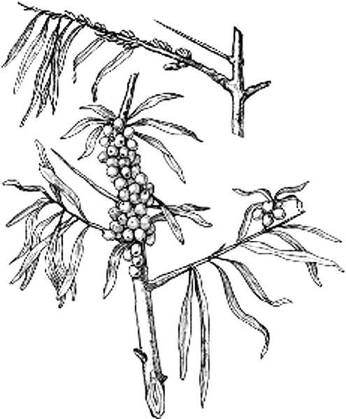 Ягоды эскиз