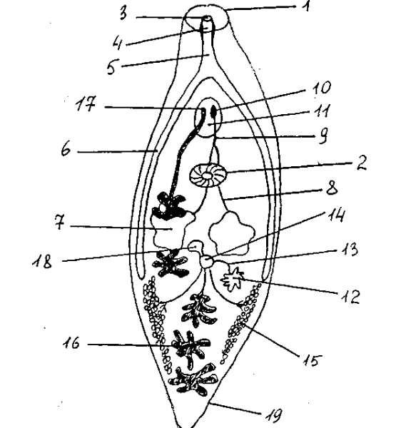 Ланцентный сосальщик строение