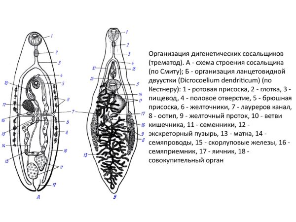 Ланцетовидная двуустка строение