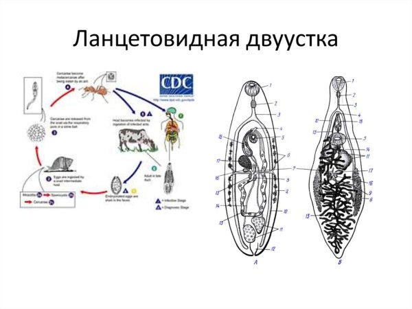 Цикл развития ланцетовидного сосальщика
