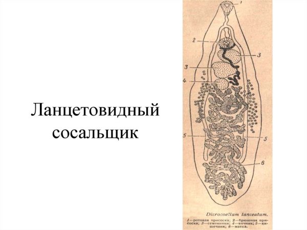 Ланцетовидный сосальщик строение
