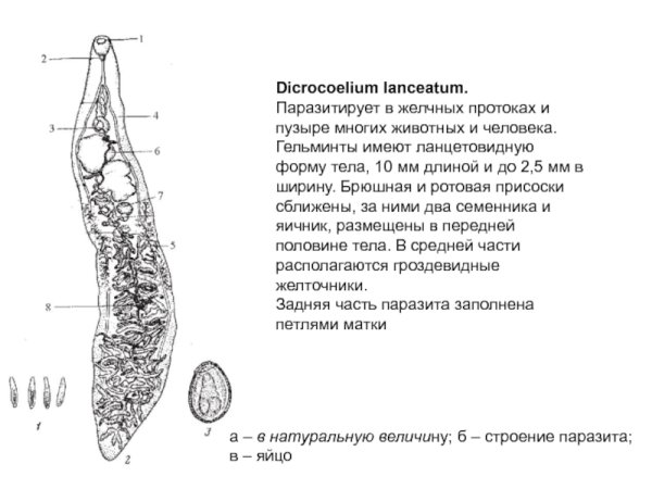 Dicrocoelium lanceatum строение