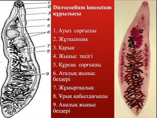 Ланцетовидный сосальщик (Dicrocoelium lanceatum)