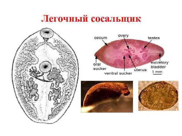 Ланцетовидный сосальщик строение