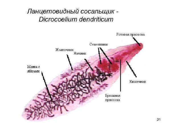 Ланцетовидный сосальщикстроениу