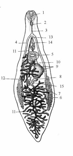 Китайский сосальщик (Clonorchis sinensis)