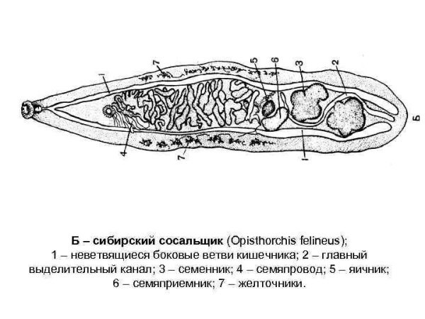Китайский сосальщик строение