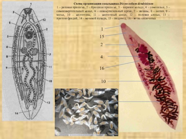 Ланцетовидный сосальщик строение