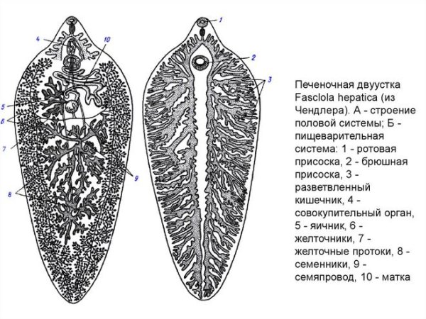 Печёночный Сосальщие Тотальный препарат