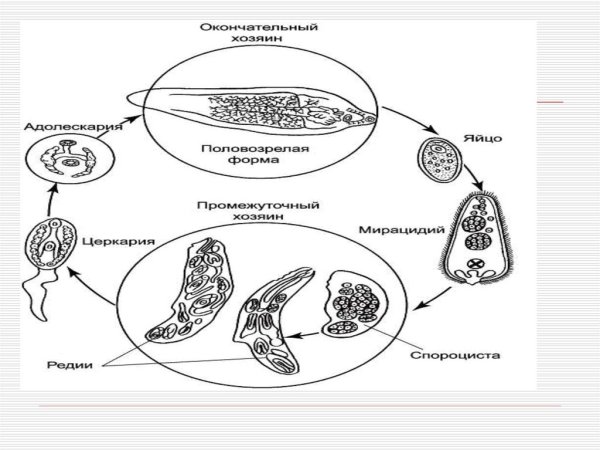 Кошачий сосальщик строение