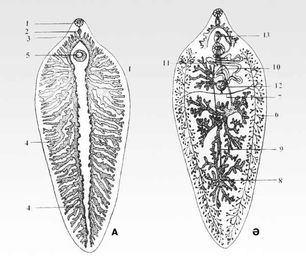Двуустка китайская (Clonorchis sinensis)