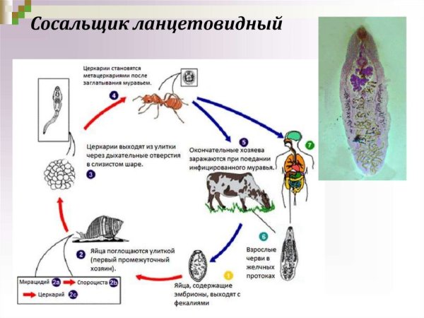 Марита печеночного сосальщика