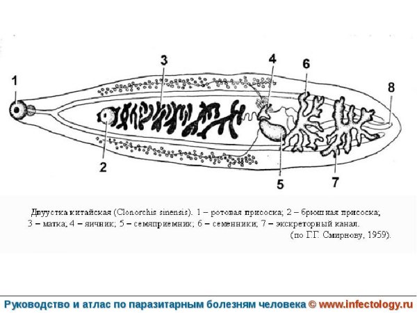 Dicrocoelium lanceatum строение яйца