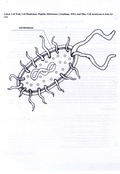 Бактерии карандашом