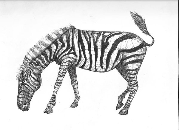 Мордочка зебры