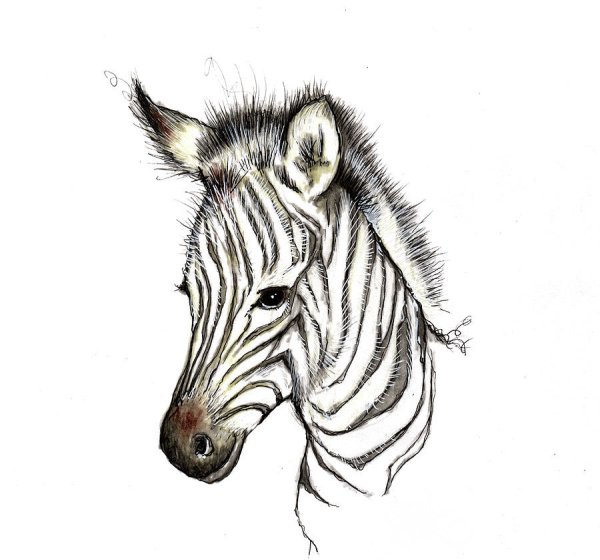 Зебра набросок