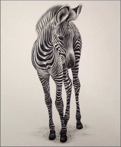 Нарисовать зебру карандашом