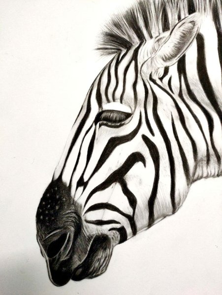 Зебра эскиз