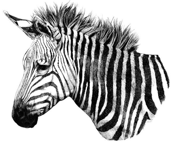 Зебра карандашом