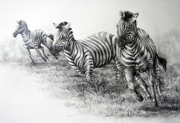 Нарисовать зебру