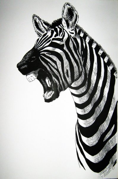 Зебра рисунок для детей карандашом