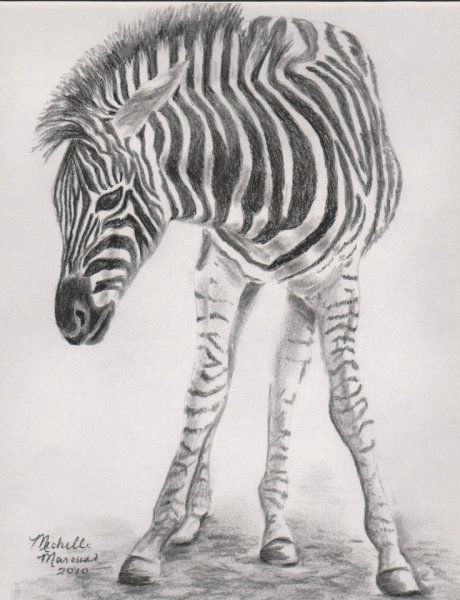 Зебра силуэт