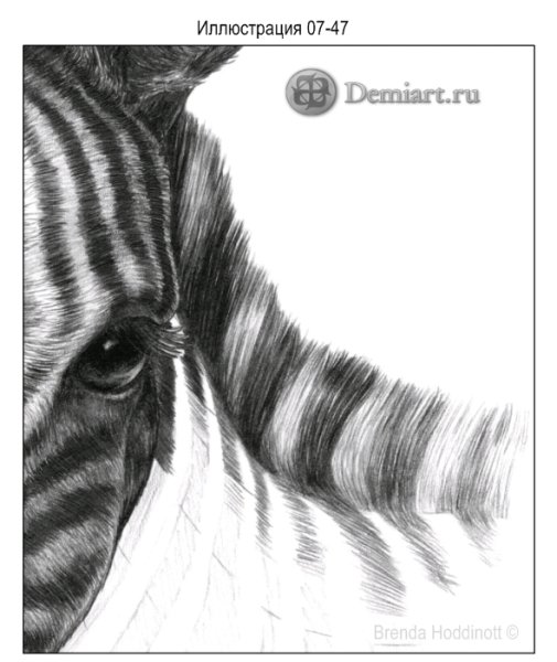 Картинки зебры для срисовки