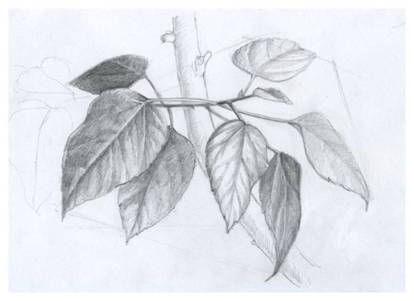 Зарисовки веток