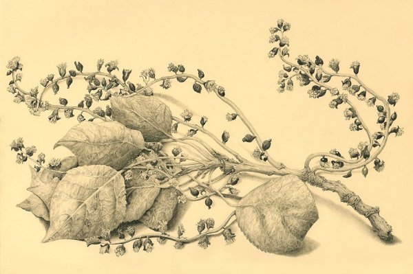 Зарисовки цветов и растений