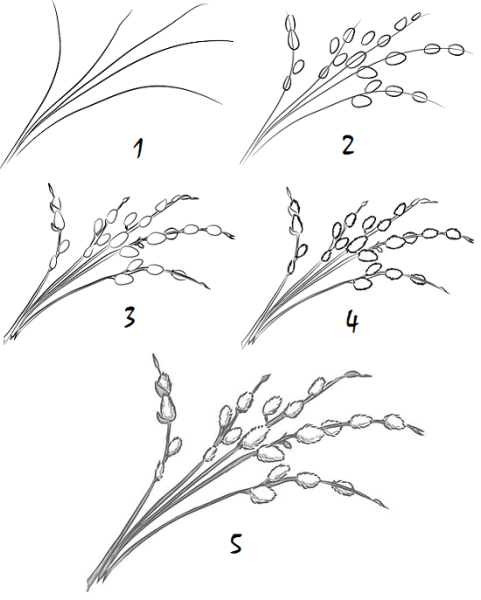 Рисование ветка вербы