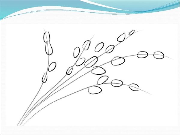 Ветка вербы