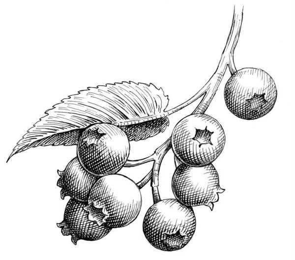 Ягоды гравюра