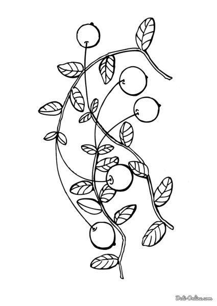 Раскраска ягода клюква