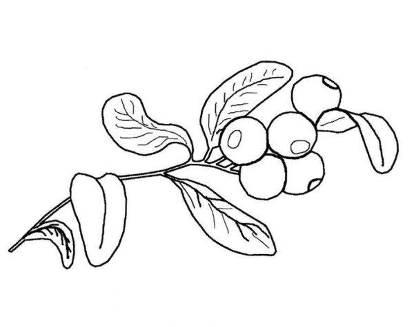 Брусника раскраска для детей