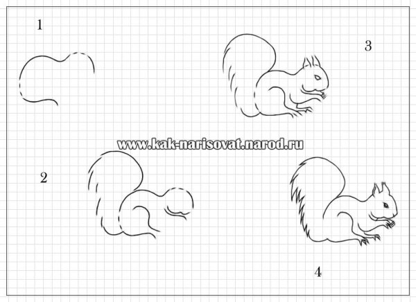 Белка раскраска