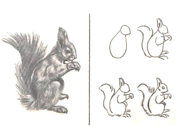 Белочка раскраска для детей