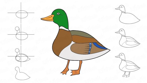 Поэтапное рисование уточки