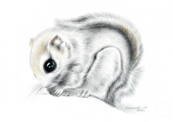 Белка летяга рисунок